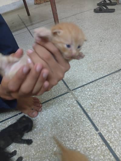cat pictures