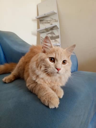 pershion kitten 5 month