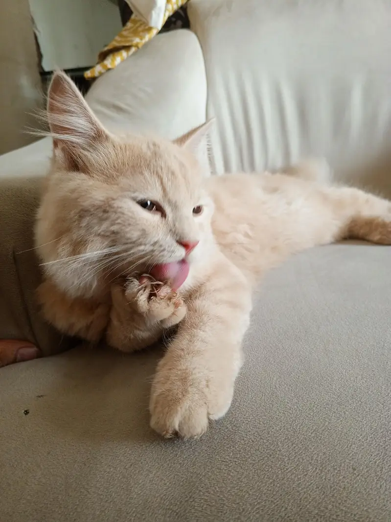 pershion kitten 5 month — photo 2