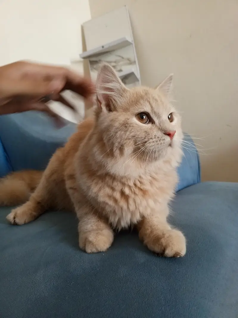 pershion kitten 5 month — photo 3