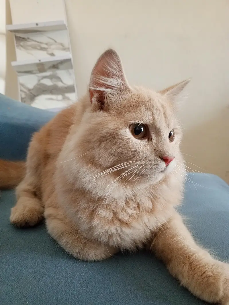 pershion kitten 5 month — photo 4