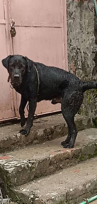 Lebra dog (Army Trained)