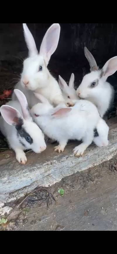 Rabbit for sale