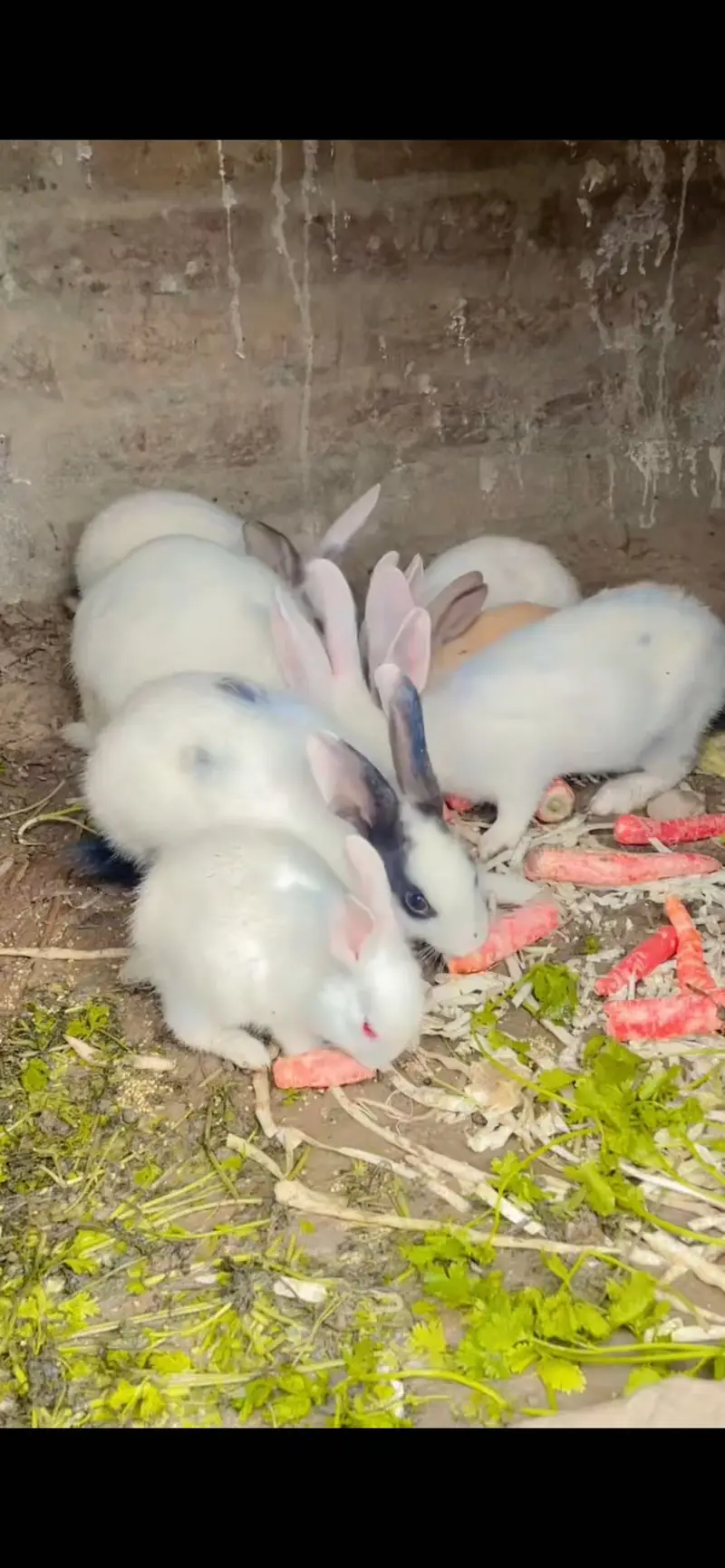 Rabbit for sale — photo 2