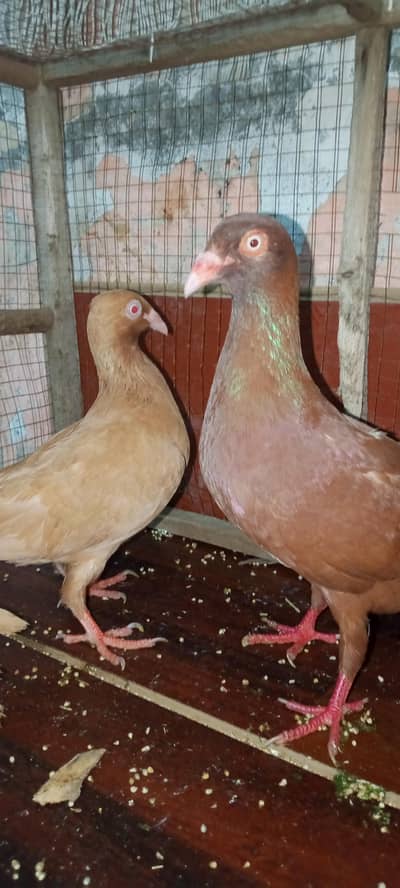 indian danish breeder pair + 1 female top quality