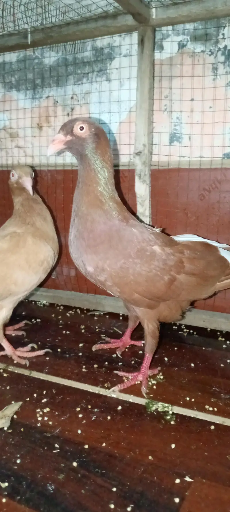 indian danish breeder pair + 1 female top quality — photo 2
