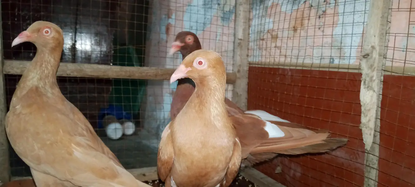 indian danish breeder pair + 1 female top quality — photo 3