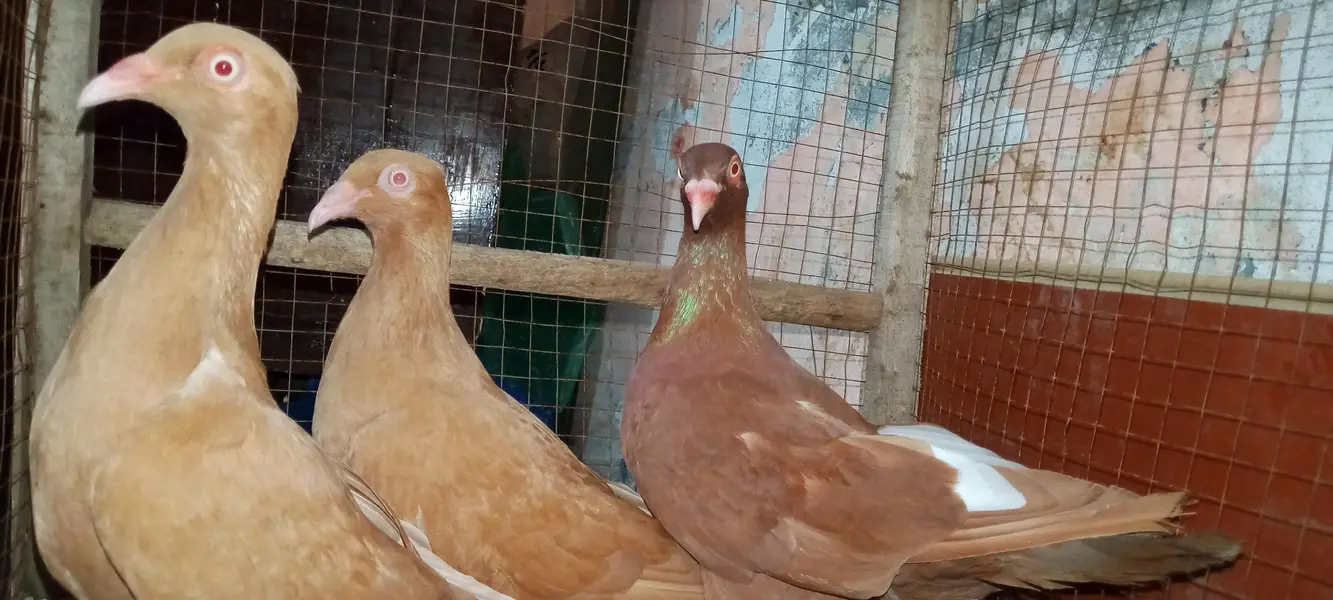 indian danish breeder pair + 1 female top quality — photo 4