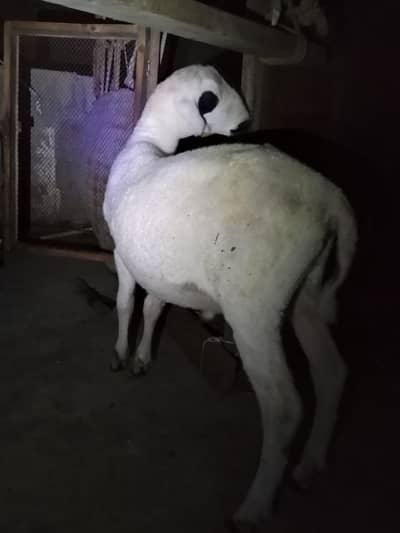 dumbe ki jori argant sale