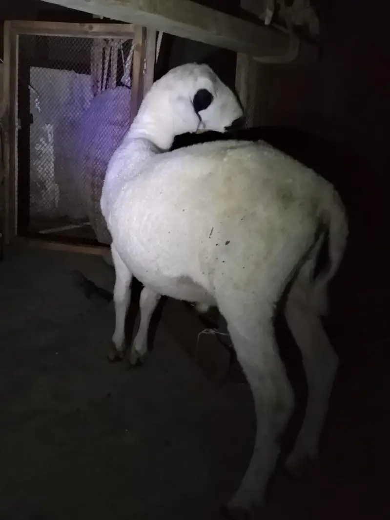 dumbe ki jori argant sale