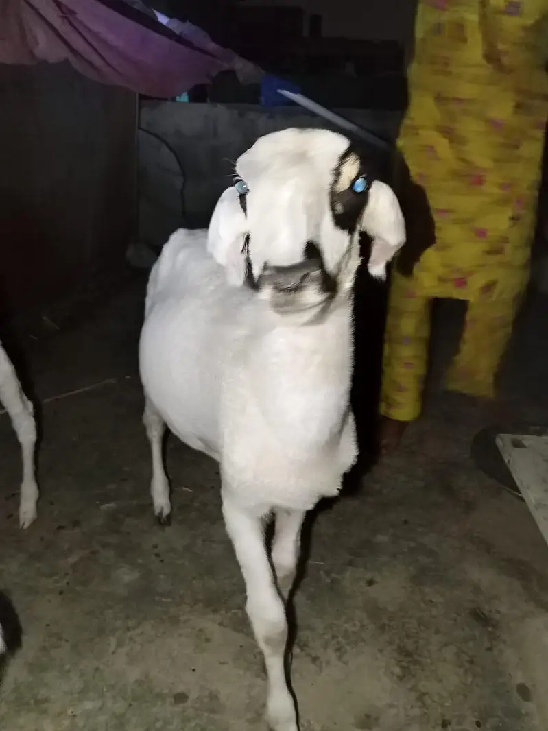 dumbe ki jori argant sale — photo 2
