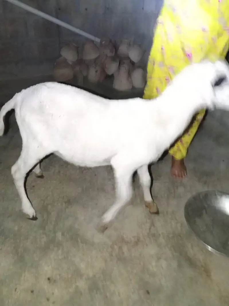 dumbe ki jori argant sale — photo 4