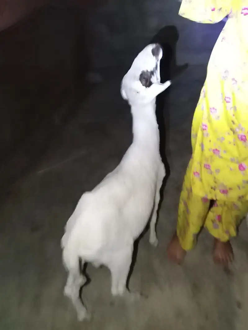 dumbe ki jori argant sale — photo 5