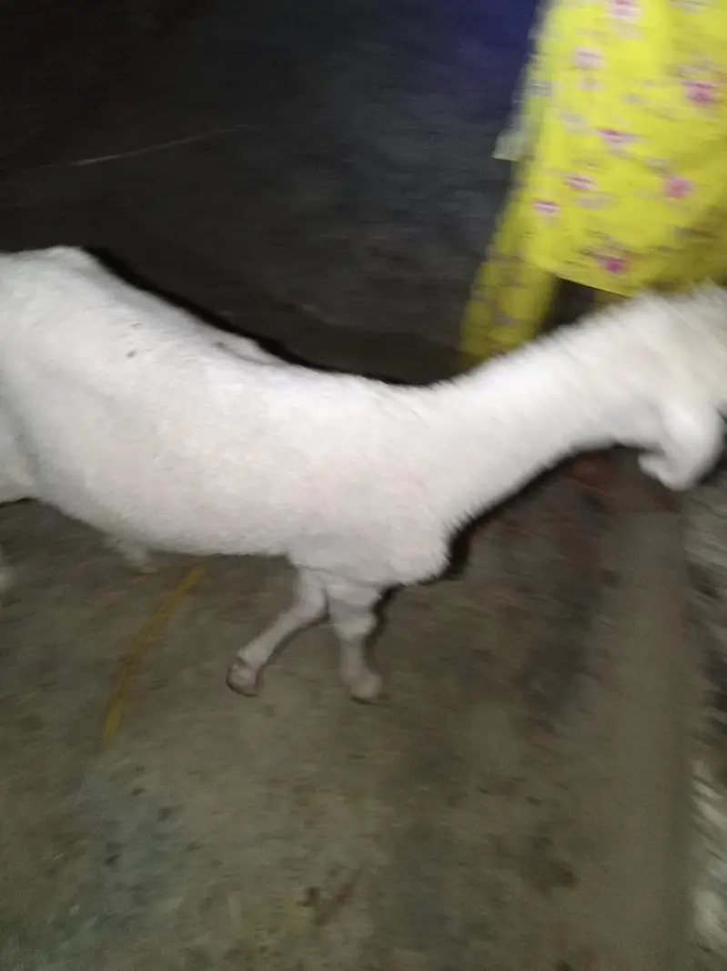 dumbe ki jori argant sale — photo 6