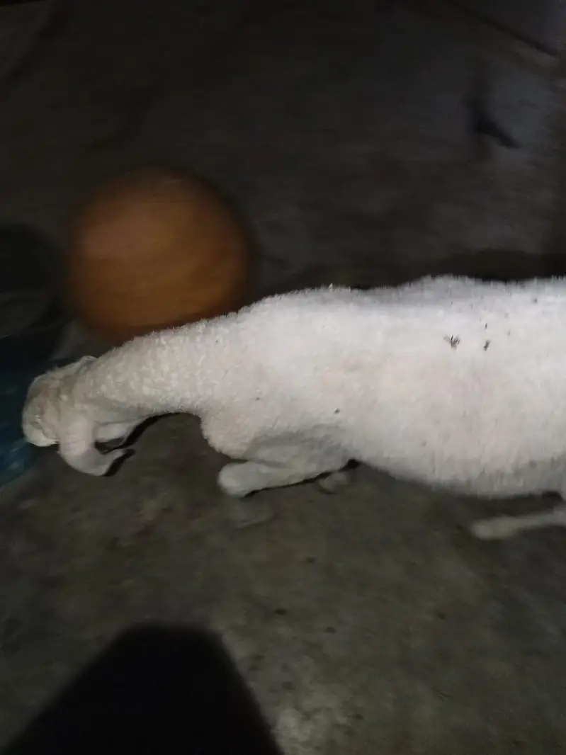 dumbe ki jori argant sale — photo 8