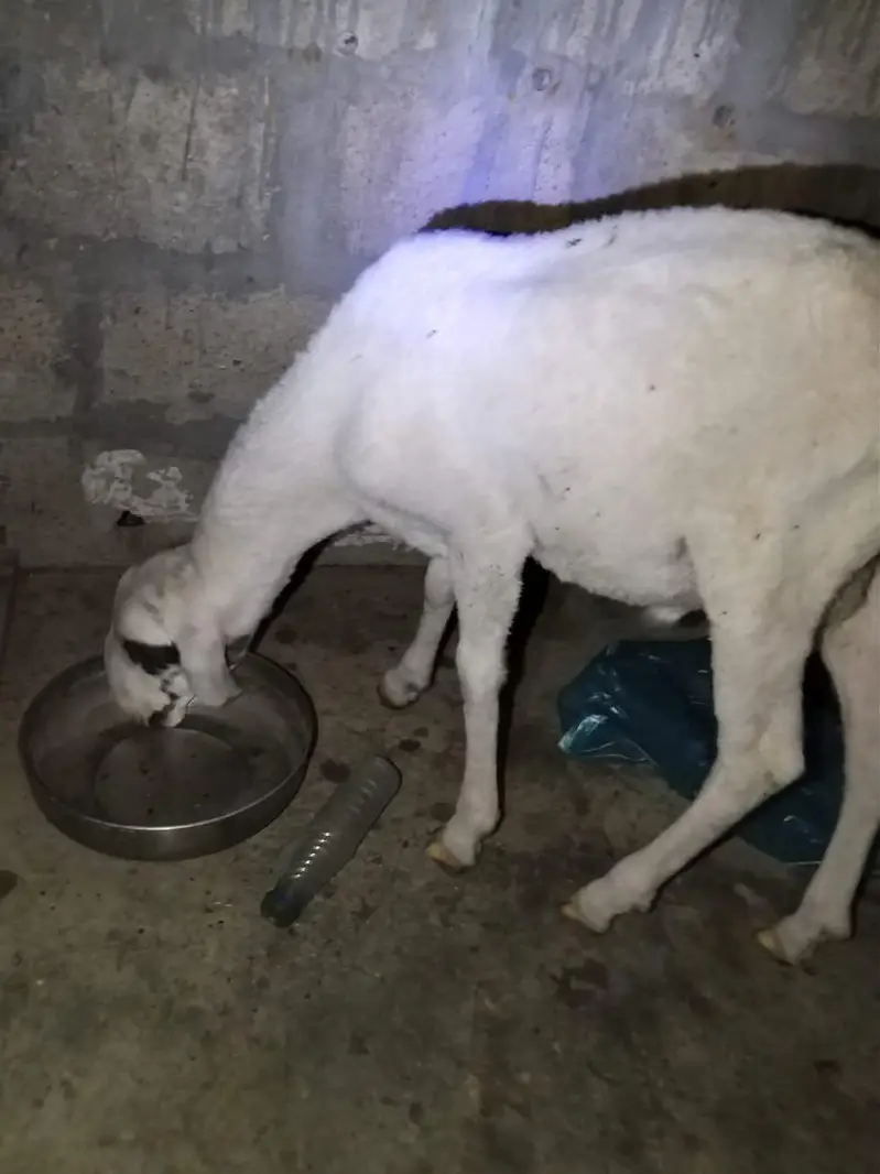 dumbe ki jori argant sale — photo 9