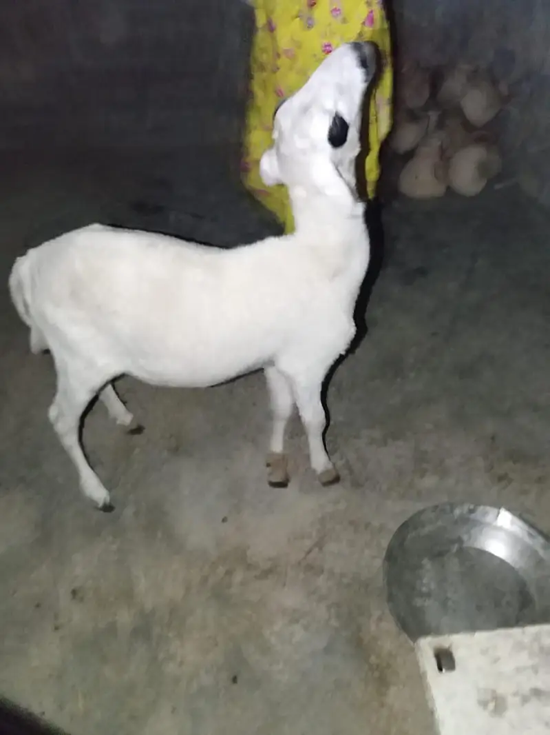 dumbe ki jori argant sale — photo 10