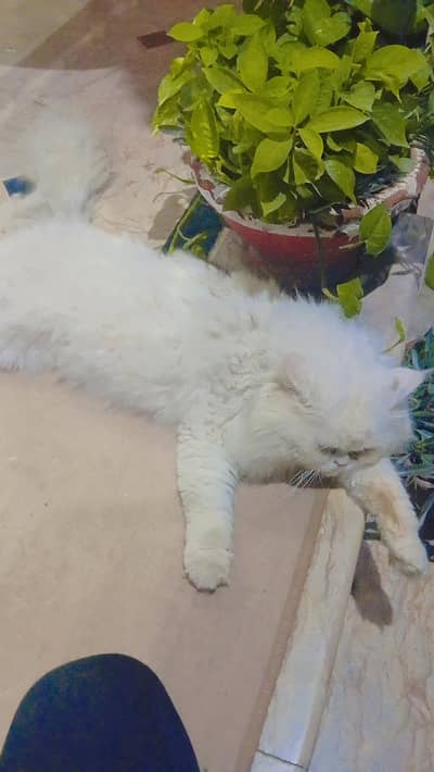 Persian Male Cat Big Size