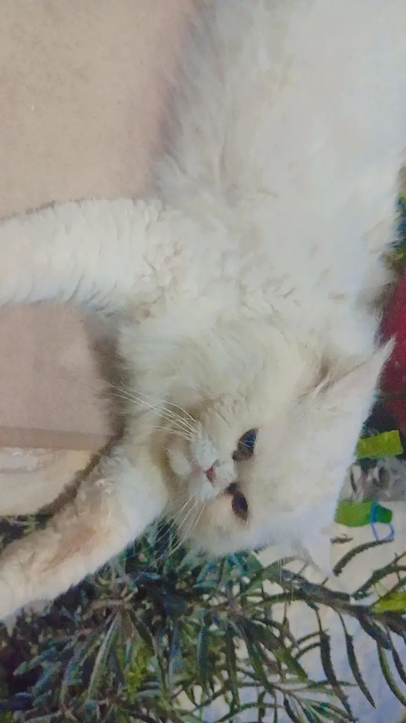 Persian Male Cat Big Size — photo 2