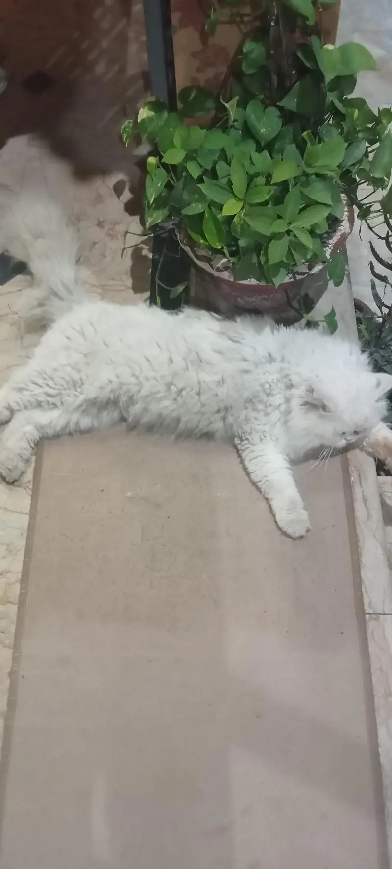 Persian Male Cat Big Size — photo 3