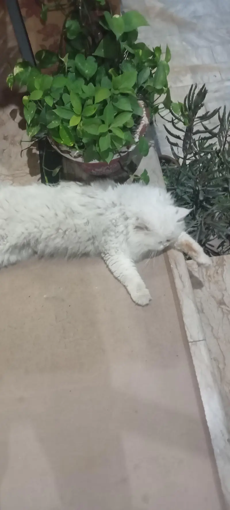 Persian Male Cat Big Size — photo 4