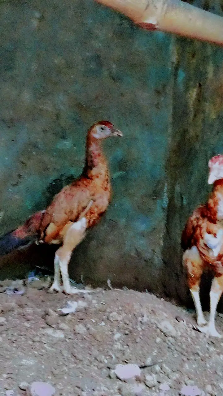 aseel thai — photo 2