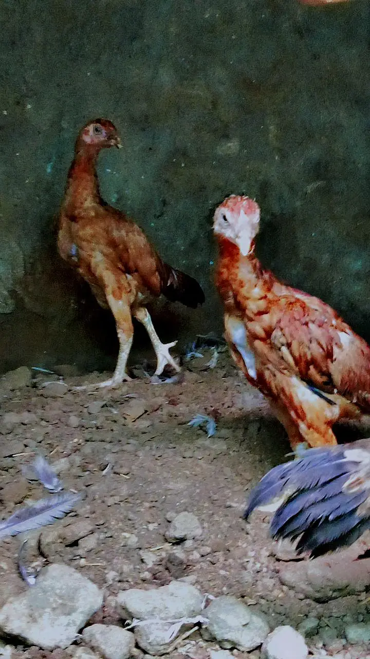 aseel thai — photo 3