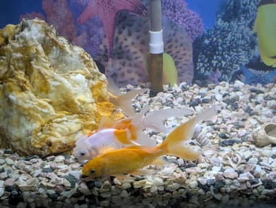 3ft Complete Aquarium Setup for Sale