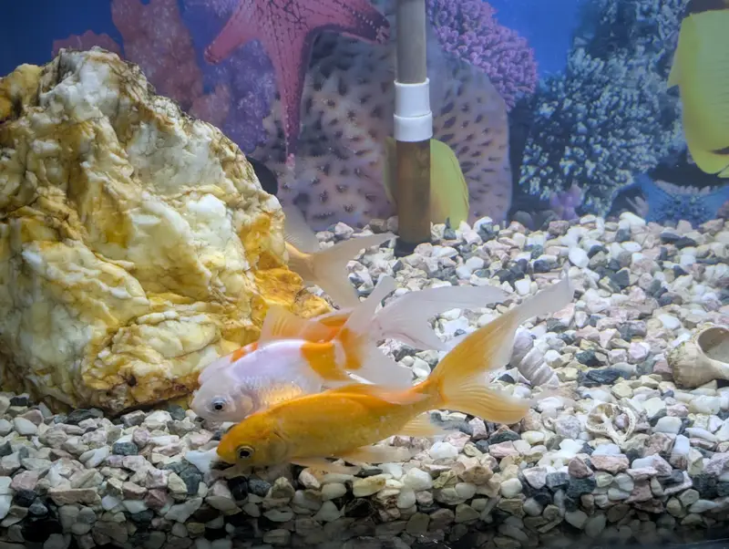3ft Complete Aquarium Setup for Sale
