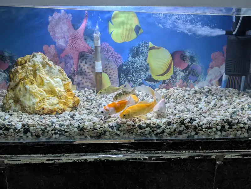 3ft Complete Aquarium Setup for Sale — photo 3
