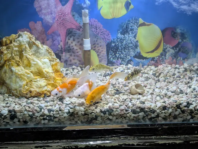 3ft Complete Aquarium Setup for Sale — photo 4