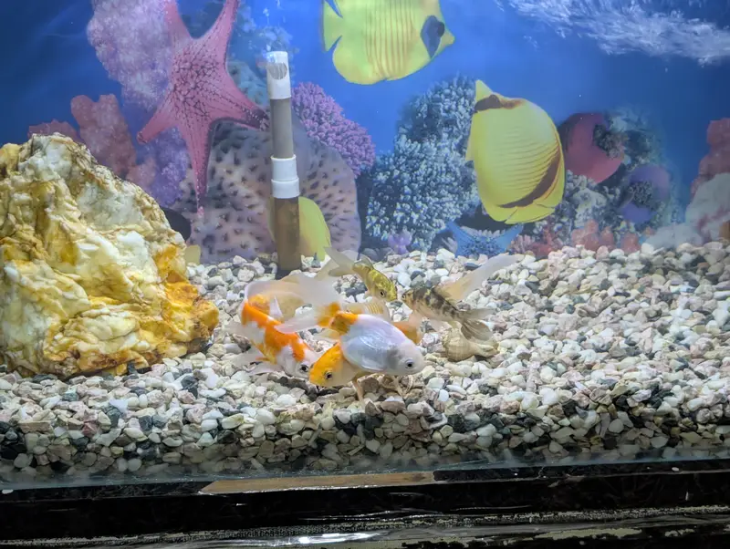 3ft Complete Aquarium Setup for Sale — photo 5