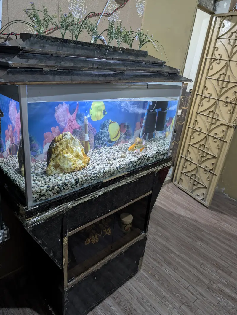 3ft Complete Aquarium Setup for Sale — photo 7