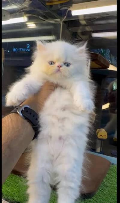 triple coat vacinated male kitten