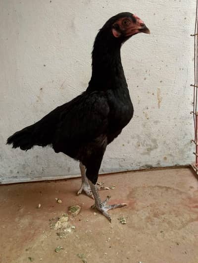 aseel female for sale