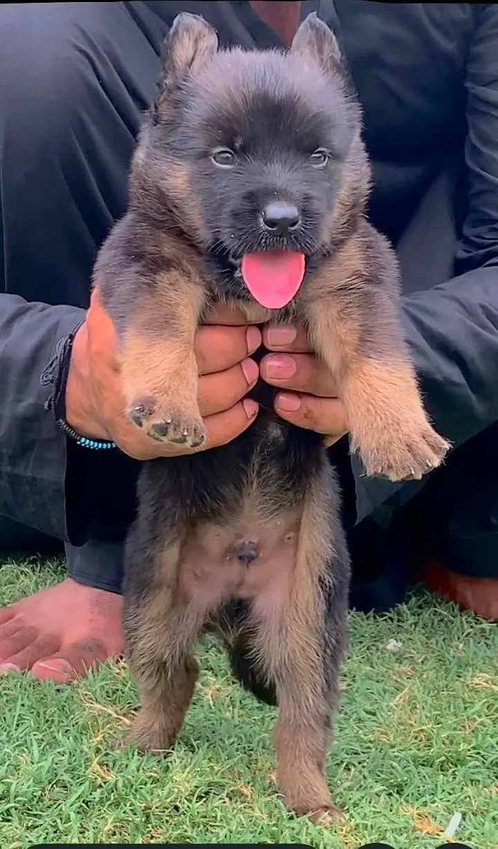 top quality German shepherd proper long coat pair for sale — photo 2