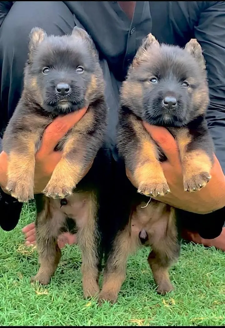 top quality German shepherd proper long coat pair for sale — photo 3