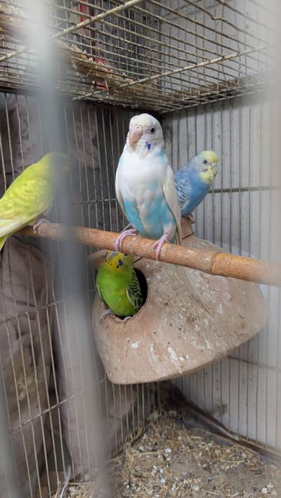 Budgies parrot females