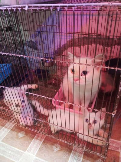 Persian Cat with 2 Kittens White