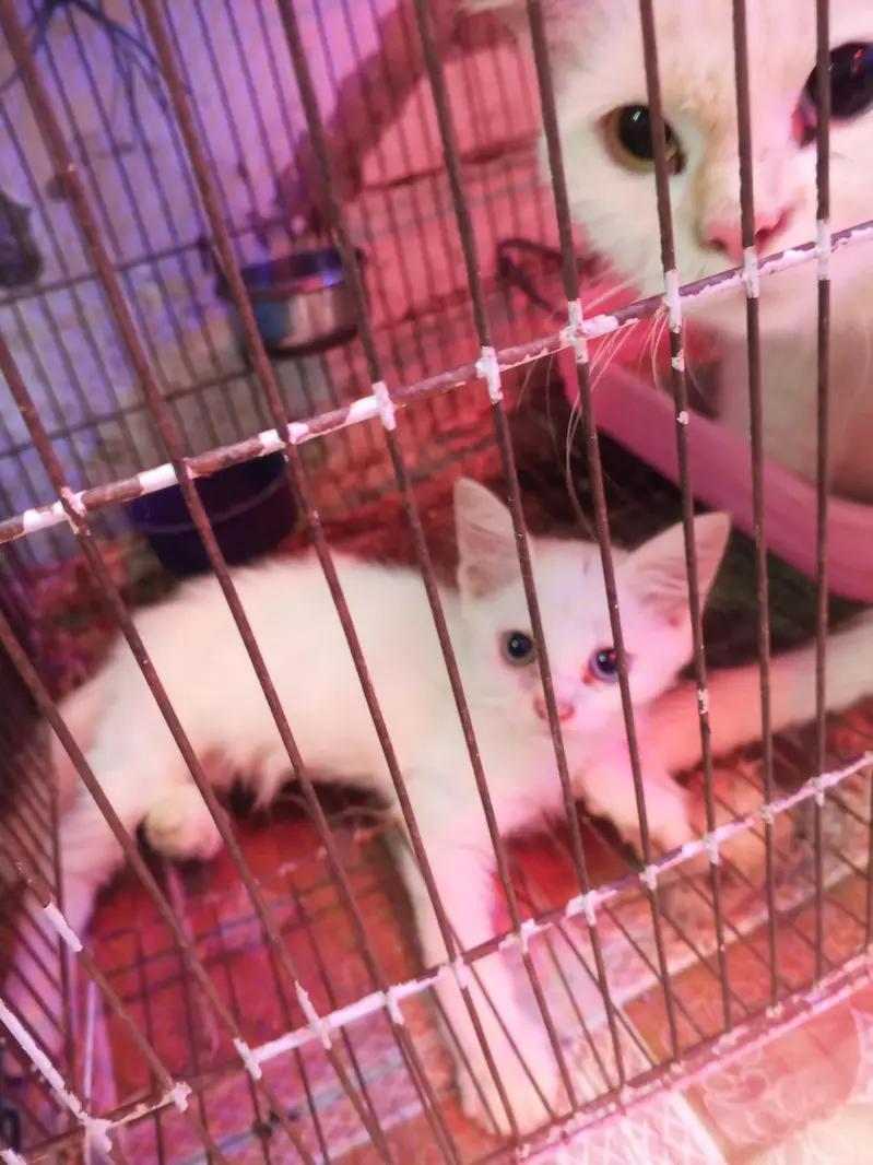 Persian Cat with 2 Kittens White — photo 2