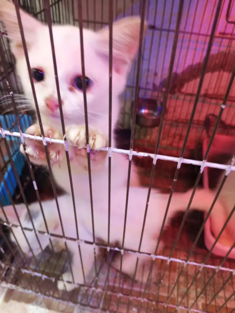 Persian Cat with 2 Kittens White — photo 3