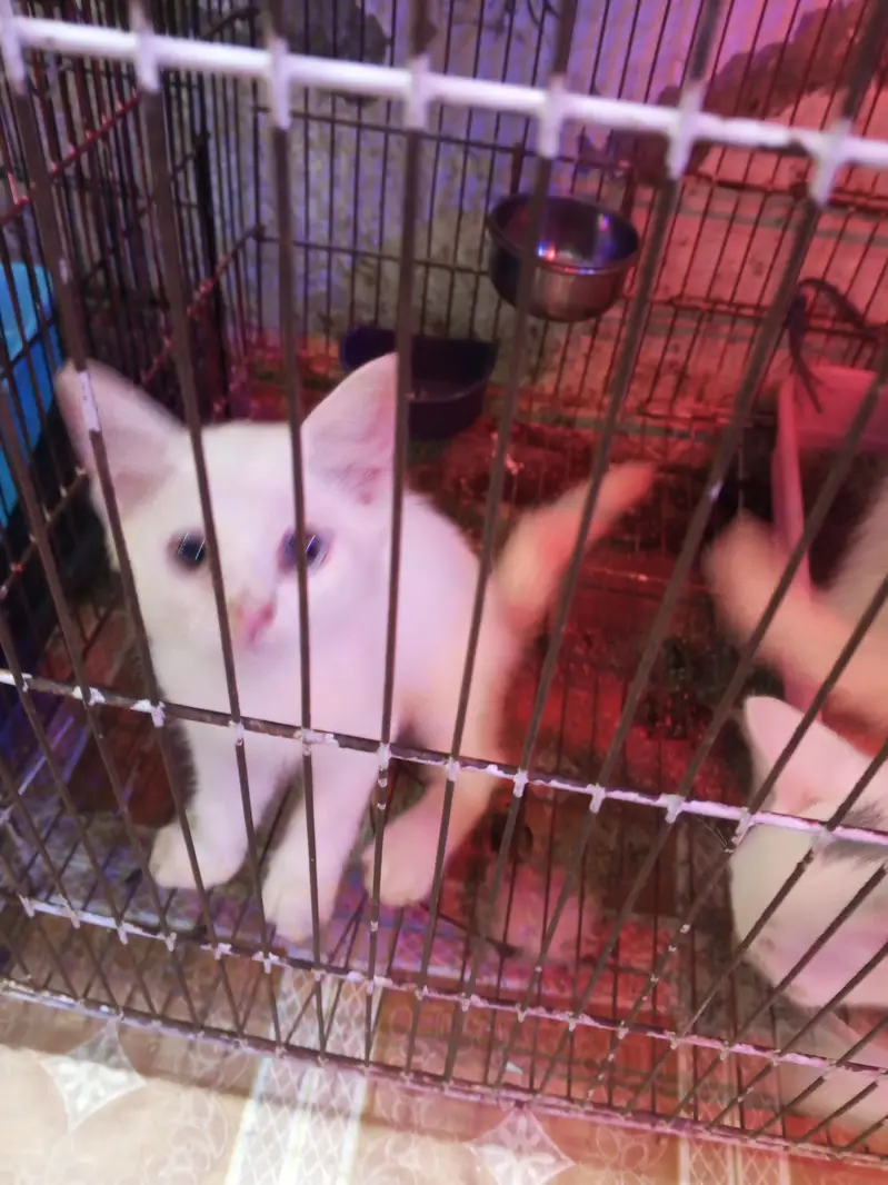 Persian Cat with 2 Kittens White — photo 4