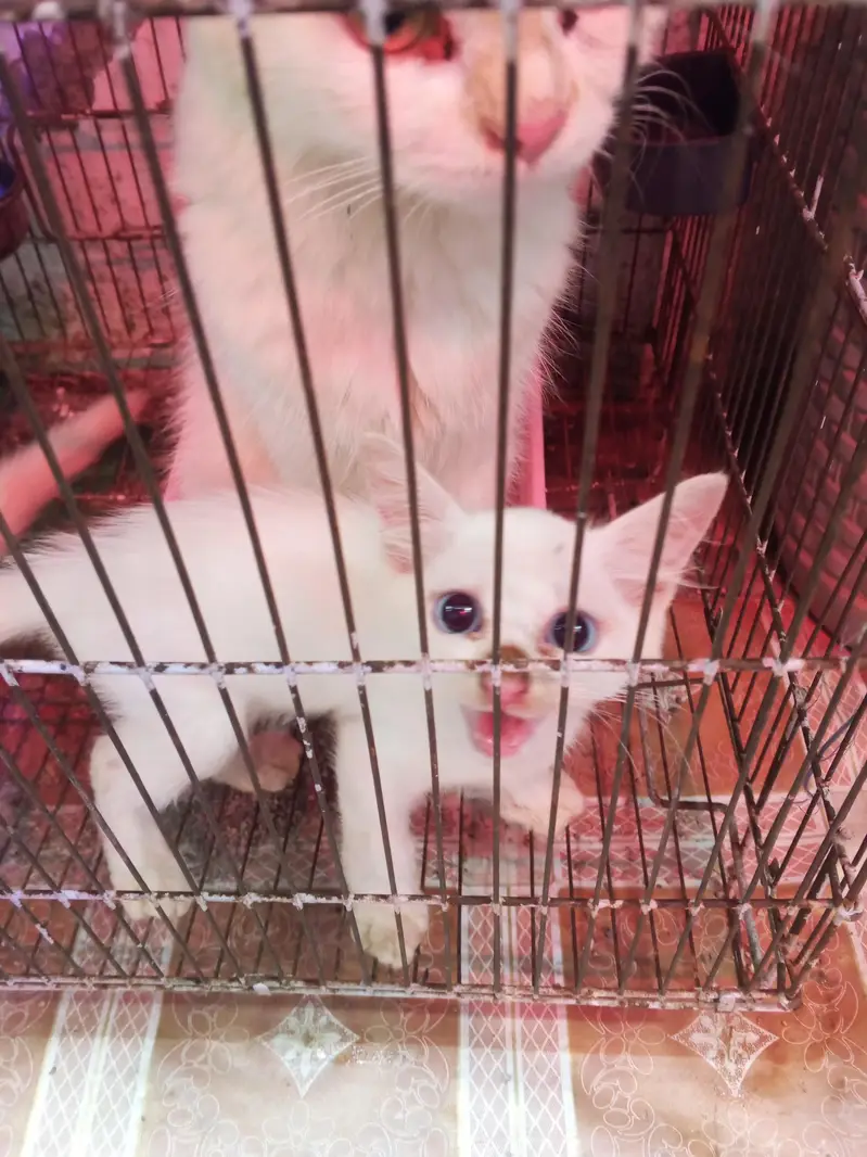 Persian Cat with 2 Kittens White — photo 5