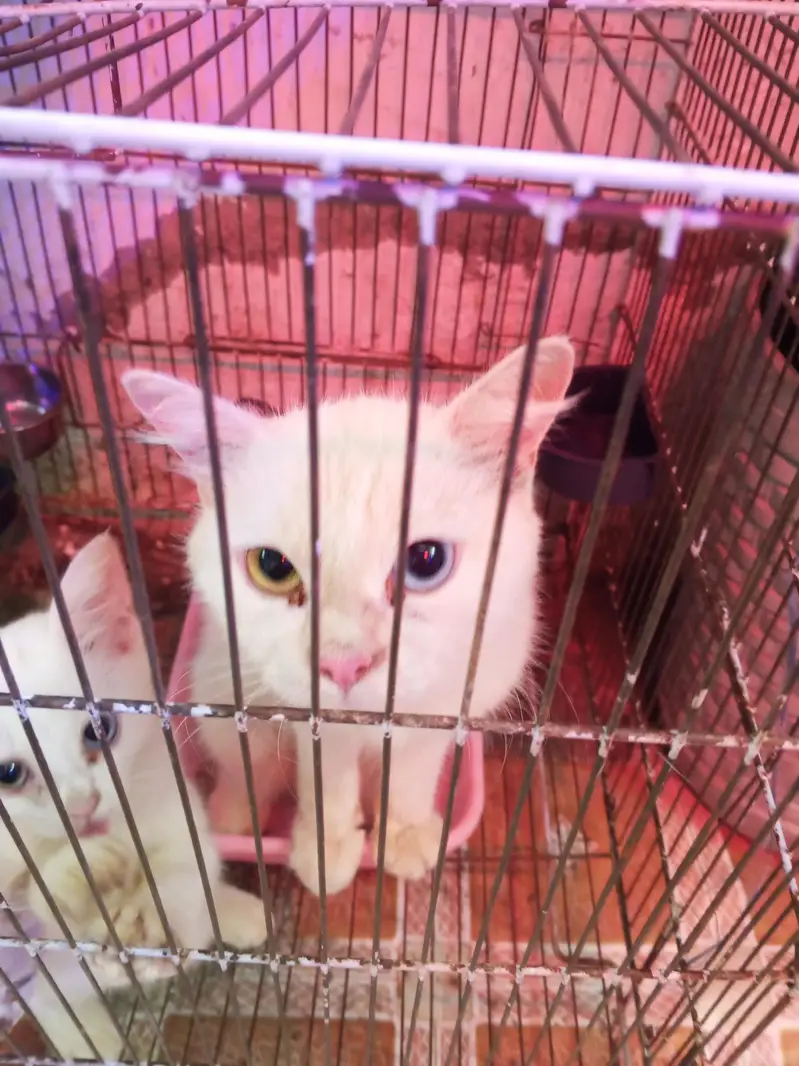 Persian Cat with 2 Kittens White — photo 6
