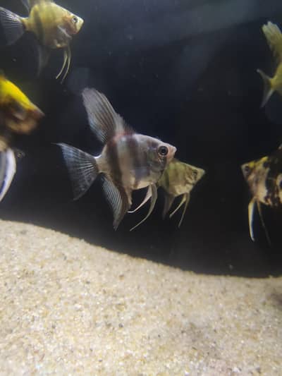 Angel fish