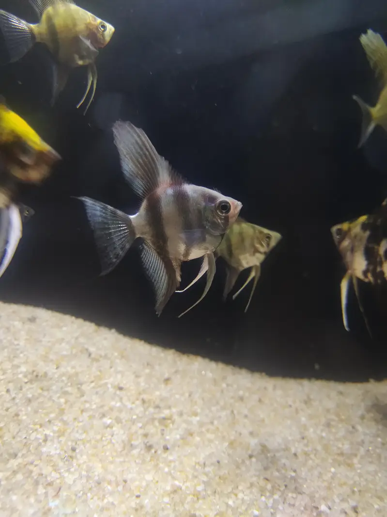 Angel fish