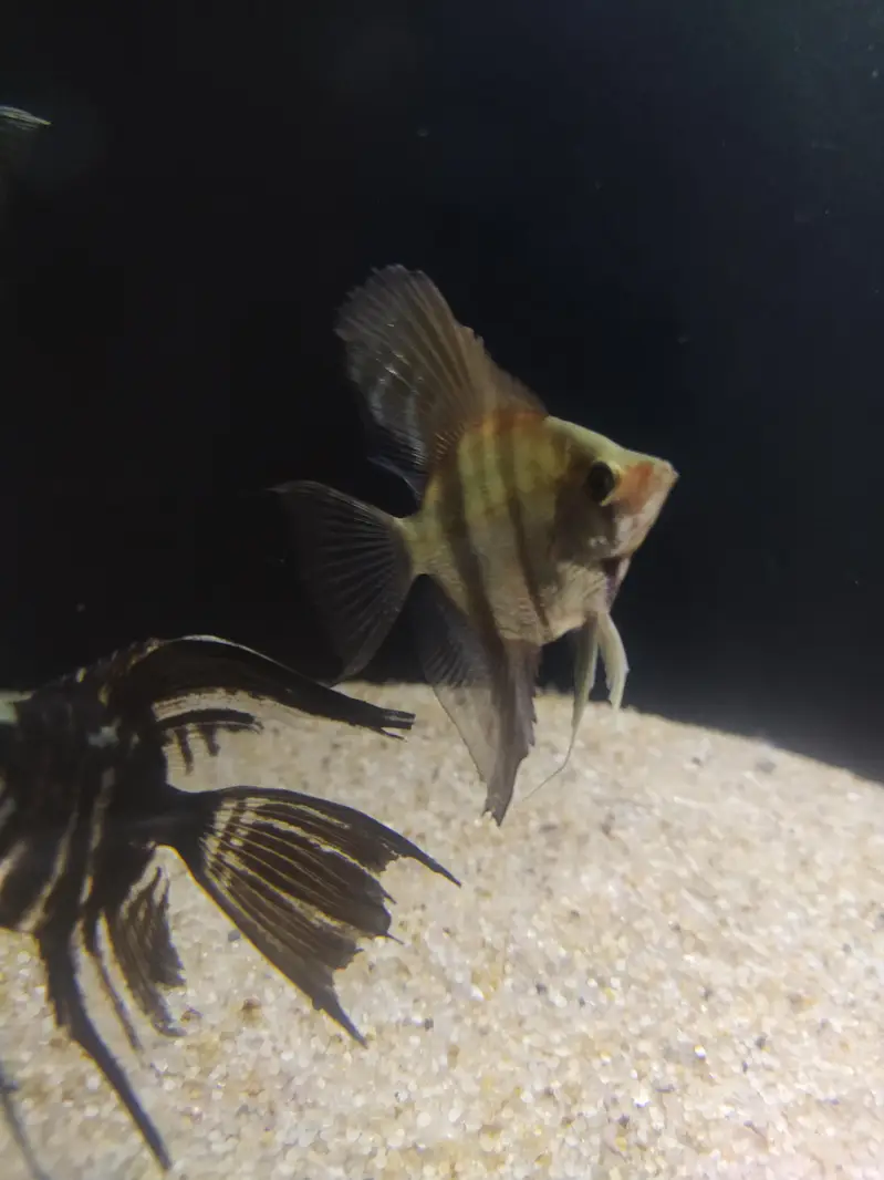 Angel fish — photo 2