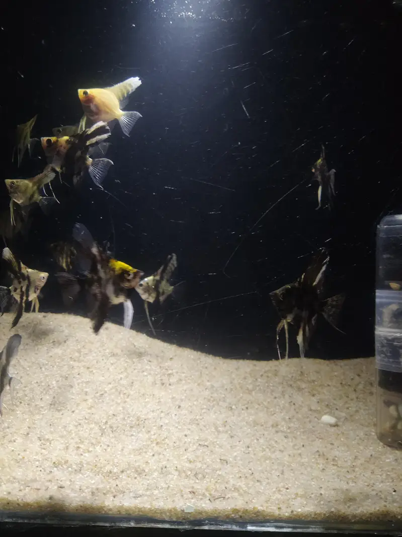 Angel fish — photo 3