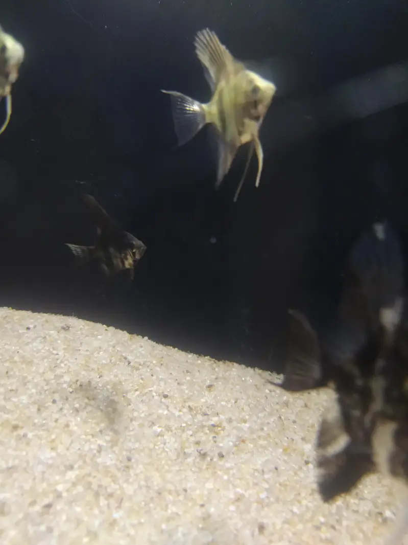 Angel fish — photo 4