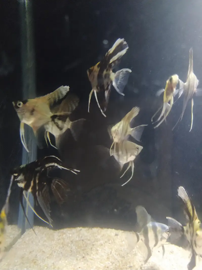 Angel fish — photo 5